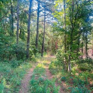 Photo #2 of 18.3 Acres - Turkey Ln, Kingstree, SC 18.3 acres