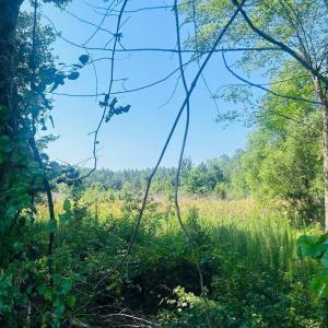 Photo #8 of 18.3 Acres - Turkey Ln, Kingstree, SC 18.3 acres