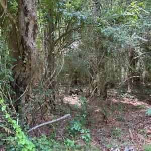 Photo #5 of TBD Cow Head Rd., Hemingway, SC 1.8 acres