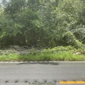 Photo #6 of TBD Cow Head Rd., Hemingway, SC 1.8 acres