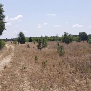Photo #15 of 25.10 Acres - Society Hill Rd, Darlington, SC 25.1 acres