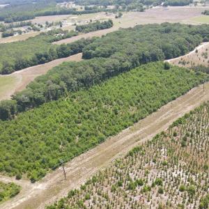 Photo #7 of 25.10 Acres - Society Hill Rd, Darlington, SC 25.1 acres