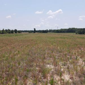 Photo #12 of 25.10 Acres - Society Hill Rd, Darlington, SC 25.1 acres