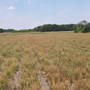 Photo #11 of 25.10 Acres - Society Hill Rd, Darlington, SC 25.1 acres