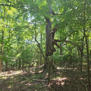 Photo #5 of 6142 Hwy 252, Donalds, SC 8.0 acres