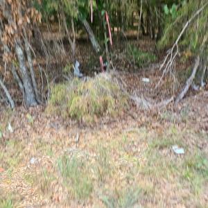 Photo #8 of 6142 Hwy 252, Donalds, SC 8.0 acres