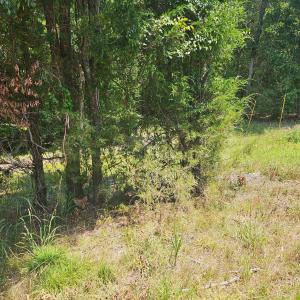 Photo #4 of 6142 Hwy 252, Donalds, SC 8.0 acres