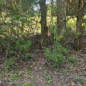 Photo #7 of 6142 Hwy 252, Donalds, SC 8.0 acres