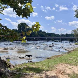 Photo #11 of 6070 Hwy 252, Donalds, SC 57.5 acres