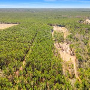 Photo #8 of TBD Williams Hill Rd., Hemingway, SC 53.5 acres