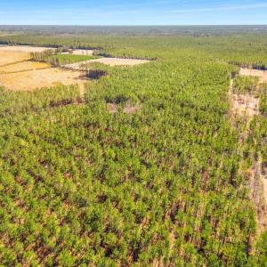 Photo #7 of TBD Williams Hill Rd., Hemingway, SC 53.5 acres