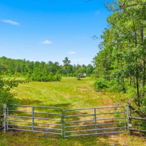 Photo #3 of TBD Williams Hill Rd., Hemingway, SC 53.5 acres