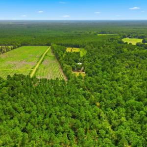 Photo #8 of TBD Williams Hill Rd., Hemingway, SC 53.5 acres