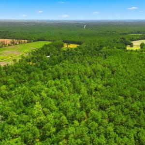 Photo #11 of TBD Williams Hill Rd., Hemingway, SC 53.5 acres