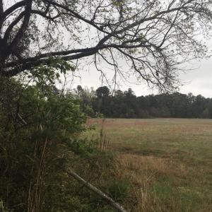 Photo #2 of 31.31 Ac Atlantic Breeze Dr., North Myrtle Beach, SC 31.3 acres