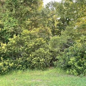 Photo #7 of 500 Spauldingwood Rd., Little River, SC 0.2 acres