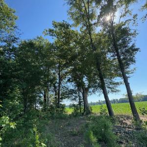 Photo #3 of TBD Derrick Ct., Marion, SC 2.6 acres