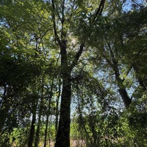 Photo #8 of TBD Derrick Ct., Marion, SC 2.6 acres