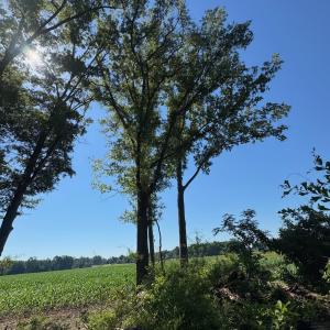 Photo #2 of TBD Derrick Ct., Marion, SC 2.6 acres