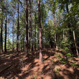 Photo #4 of TBD Derrick Ct., Marion, SC 2.6 acres