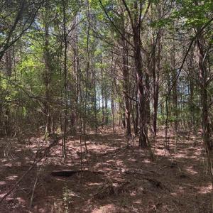 Photo #5 of TBD Derrick Ct., Marion, SC 2.6 acres