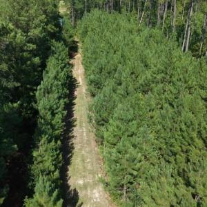 Photo #8 of 2757 Lees Landing Circle, Conway, SC 48.2 acres