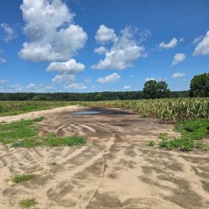 Photo #10 of Dunbar Highway, Blenheim, SC 160.8 acres