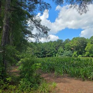 Photo #7 of Dunbar Highway, Blenheim, SC 160.8 acres