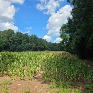 Photo #6 of Dunbar Highway, Blenheim, SC 160.8 acres