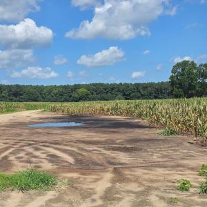 Photo #8 of Dunbar Highway, Blenheim, SC 160.8 acres