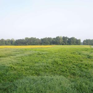 Photo #6 of 9.58 Acres - Deerfield Rd., Johnsonville, SC 9.6 acres