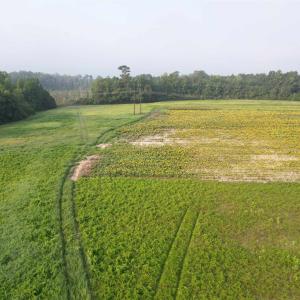 Photo #1 of 9.58 Acres - Deerfield Rd., Johnsonville, SC 9.6 acres