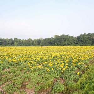 Photo #7 of 9.58 Acres - Deerfield Rd., Johnsonville, SC 9.6 acres