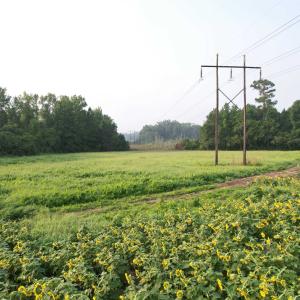 Photo #8 of 9.58 Acres - Deerfield Rd., Johnsonville, SC 9.6 acres