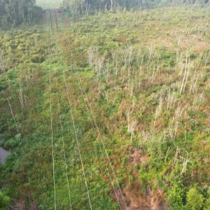 Photo #8 of 17.74 Acres - Deerfield Rd., Johnsonville, SC 17.7 acres