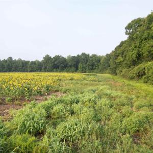 Photo #5 of 17.74 Acres - Deerfield Rd., Johnsonville, SC 17.7 acres