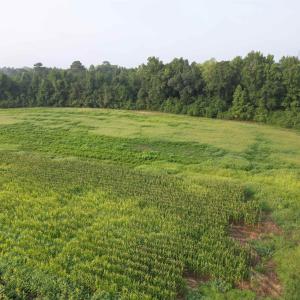 Photo #6 of 17.74 Acres - Deerfield Rd., Johnsonville, SC 17.7 acres