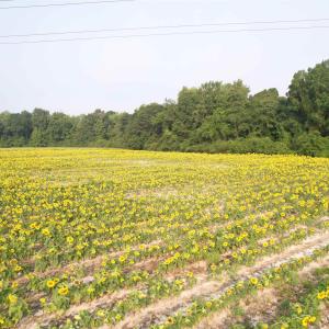 Photo #4 of 17.74 Acres - Deerfield Rd., Johnsonville, SC 17.7 acres