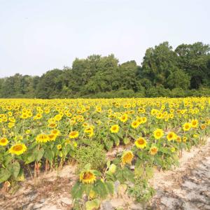 Photo #1 of 17.74 Acres - Deerfield Rd., Johnsonville, SC 17.7 acres