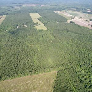 Photo #21 of 50.5 Acres Epps Rd., New Zion, SC 50.5 acres