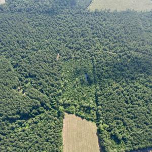 Photo #14 of 50.5 Acres Epps Rd., New Zion, SC 50.5 acres