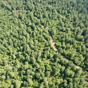 Photo #12 of 50.5 Acres Epps Rd., New Zion, SC 50.5 acres
