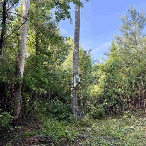 Photo #9 of 50.5 Acres Epps Rd., New Zion, SC 50.5 acres