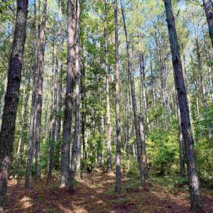 Photo #4 of 50.5 Acres Epps Rd., New Zion, SC 50.5 acres