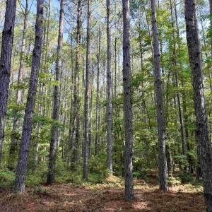 Photo #5 of 50.5 Acres Epps Rd., New Zion, SC 50.5 acres