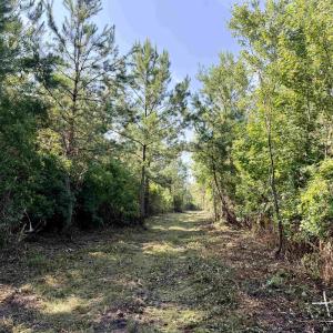 Photo #8 of 50.5 Acres Epps Rd., New Zion, SC 50.5 acres