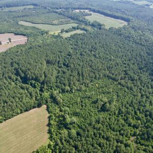 Photo #15 of 50.5 Acres Epps Rd., New Zion, SC 50.5 acres