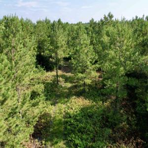 Photo #10 of 50.5 Acres Epps Rd., New Zion, SC 50.5 acres