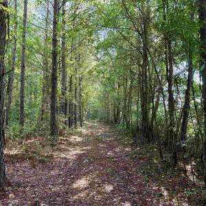 Photo #6 of 50.5 Acres Epps Rd., New Zion, SC 50.5 acres