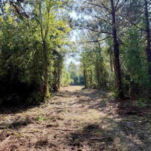 Photo #3 of 50.5 Acres Epps Rd., New Zion, SC 50.5 acres